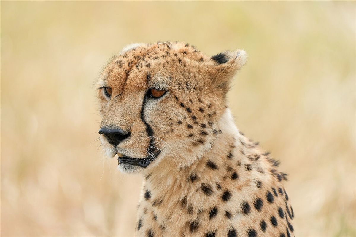 Close-up of a cheetah resting in the grass in the Serengeti
