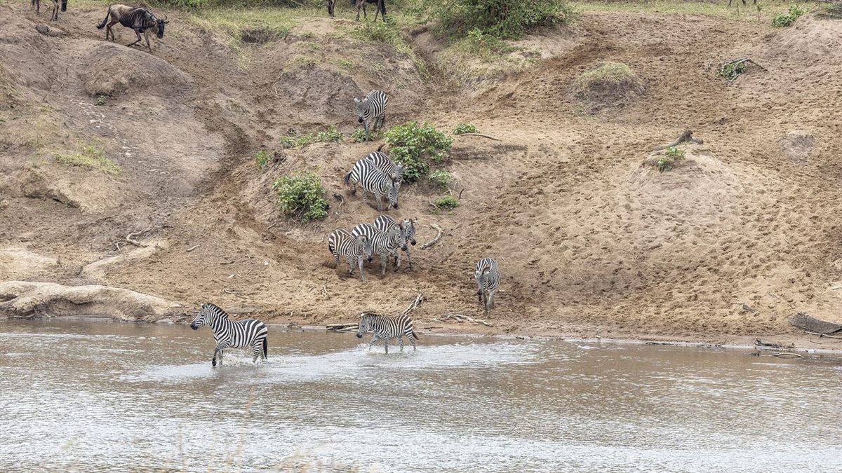 Zebras and wildebeest coming down a riverbank to cross the Mara River