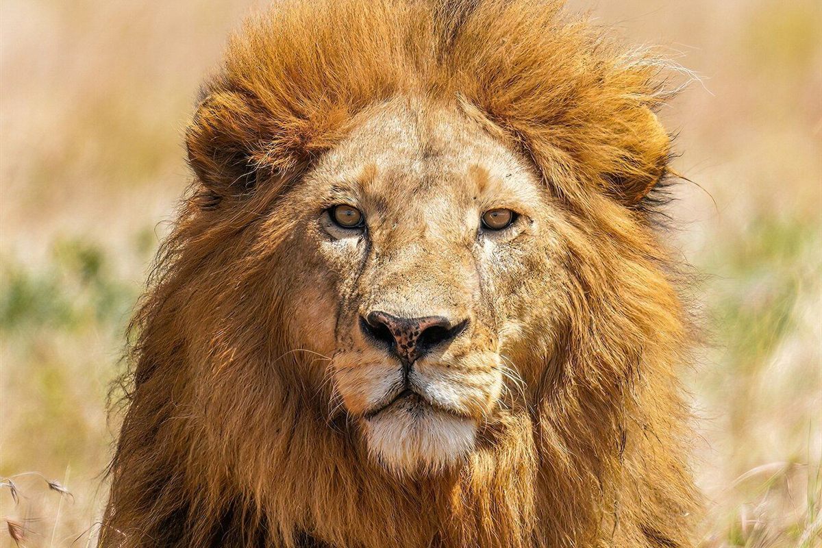 Picha ya karibu ya simba dume mwenye manyoya ya dhahabu Serengeti