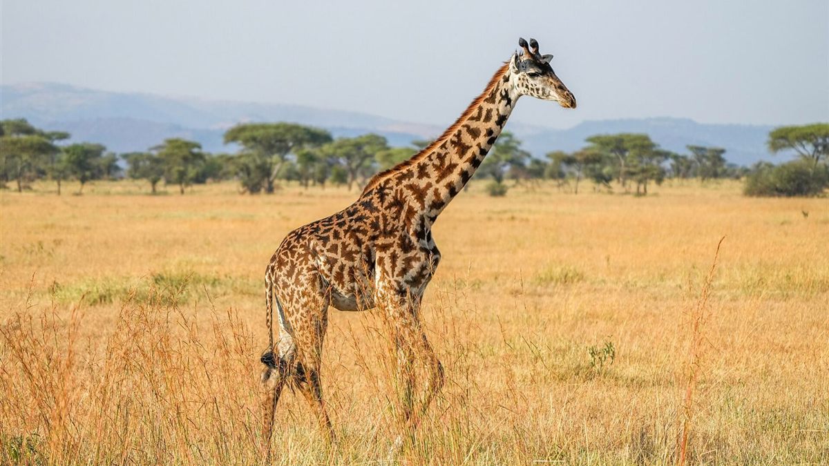 Twiga wa Kimaasai akitembea katikati ya nyasi za dhahabu Serengeti