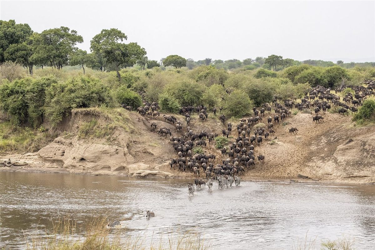 Hundreds of wildebeest coming down a steep riverbank to cross the Mara River