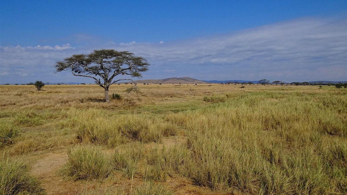 Open Serengeti grassland with a lone acacia tree under a blue sky
